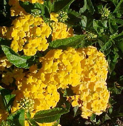 Trailing Lantana