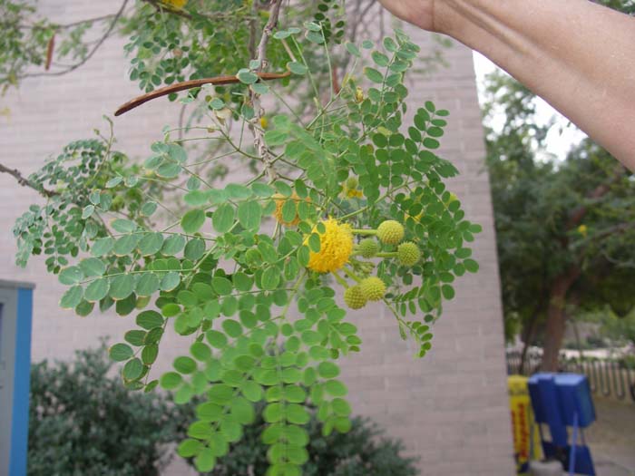 Golden Ball Lead Tree