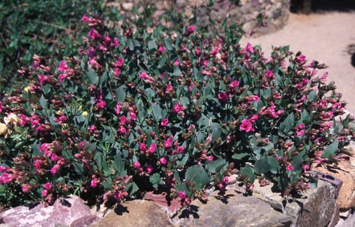 Plant photo of: Mirabilis multiflora