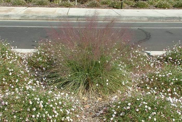 Pink Muhly Regal Mist