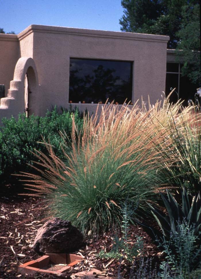 Muhly Autumn Glow