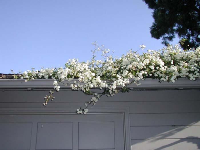 Rosa banksiae 'Alba Plena'