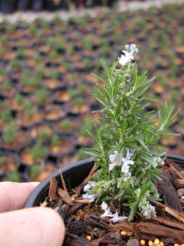 Rosemary Huntington Carpet