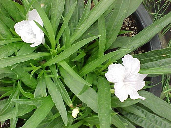 White Dwarf Ruellia