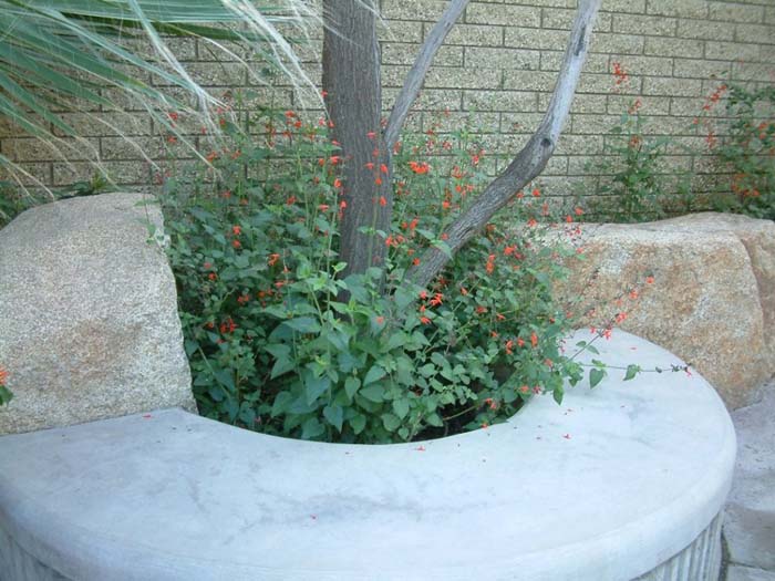 Scarlet Hedge Nettle, Texas Betony