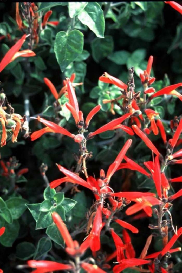 Plant photo of: Stachys coccinea