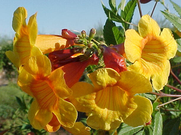 Yellow Bells Sunrise