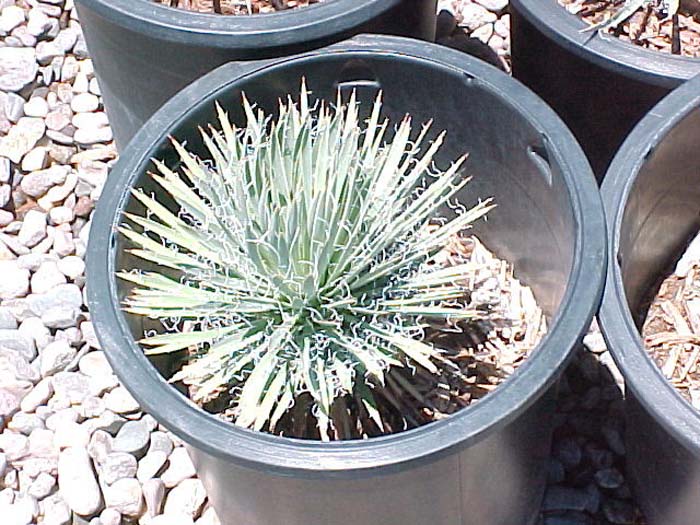 Bailey's Yucca