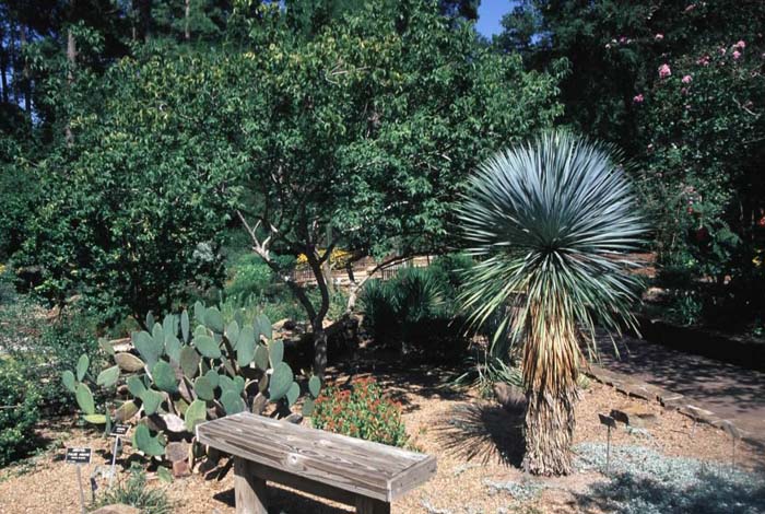 Plant photo of: Yucca rostrata