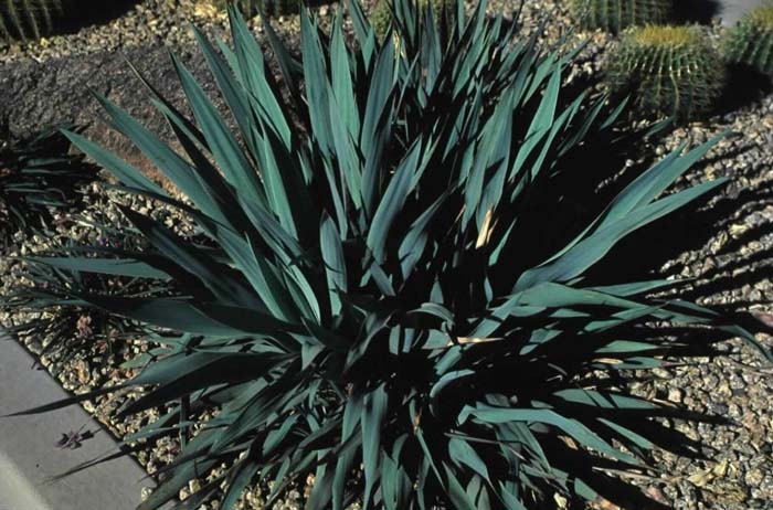 Yucca rupicola