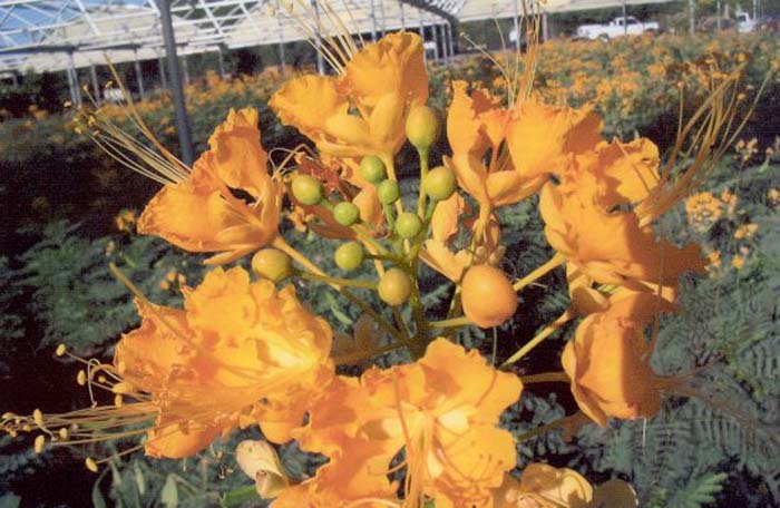 Caesalpinia pulcherrima 'Phoenix Bird'