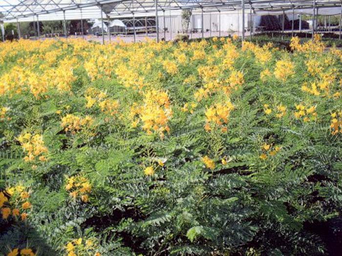 Plant photo of: Caesalpinia pulcherrima 'Phoenix Bird'