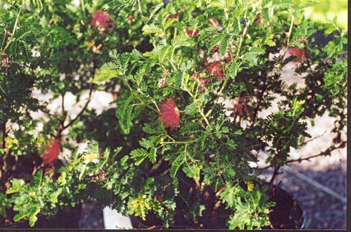 Maricopa Red Powder Puff