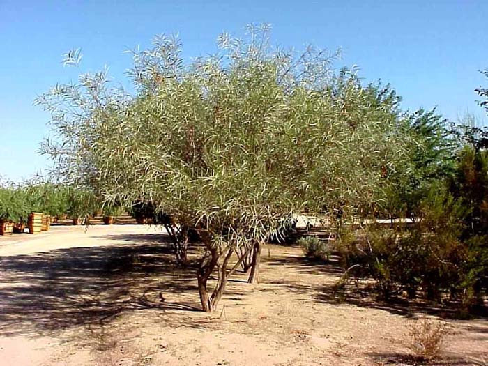 Plant photo of: Acacia coriacea