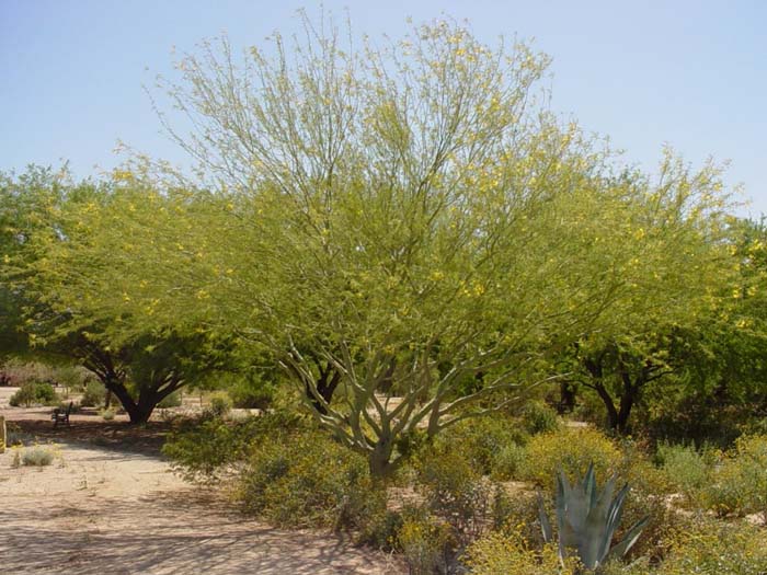 Palo Verde Thornless Hybrid