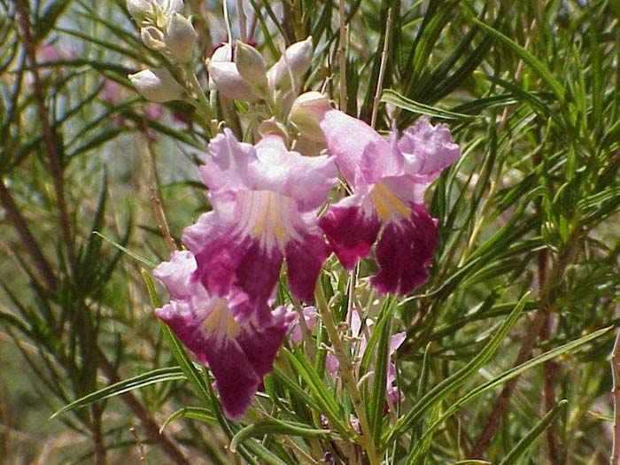 Desert Willow 'AZT Bi-Color'