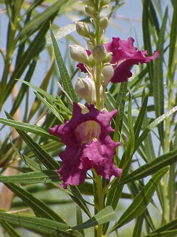 Desert Willow 'AZT Desert Amethyst'