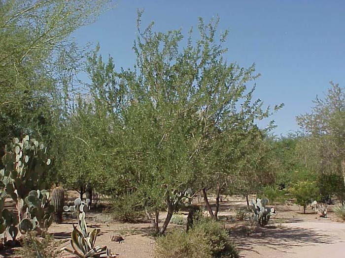 Desert Ironwood 'AZT