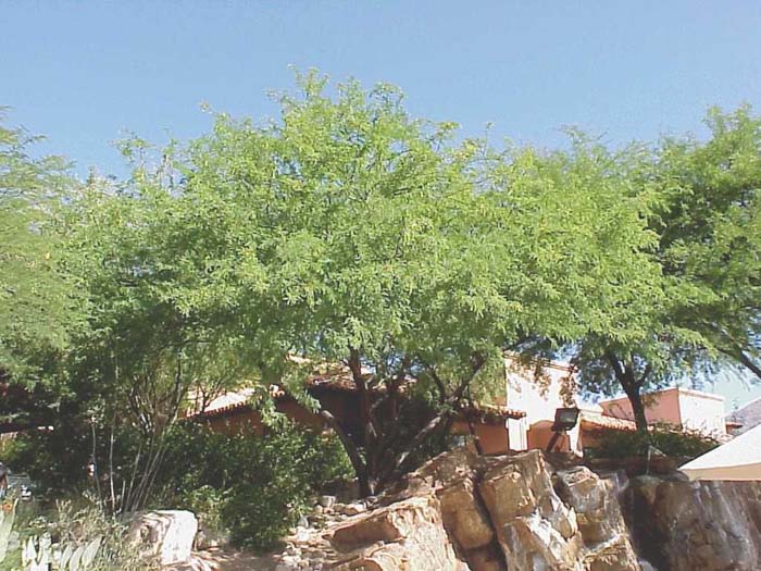 Prosopis thornless hybrid 'AZT'