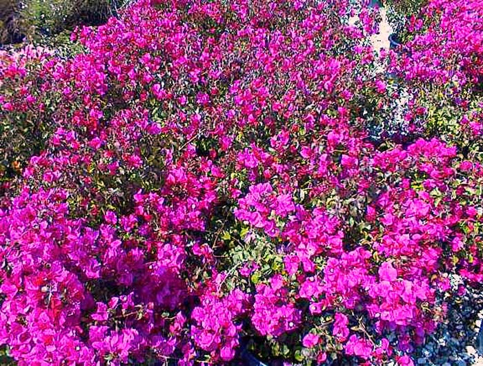 Shrub Bougainvillea, Temple Fire