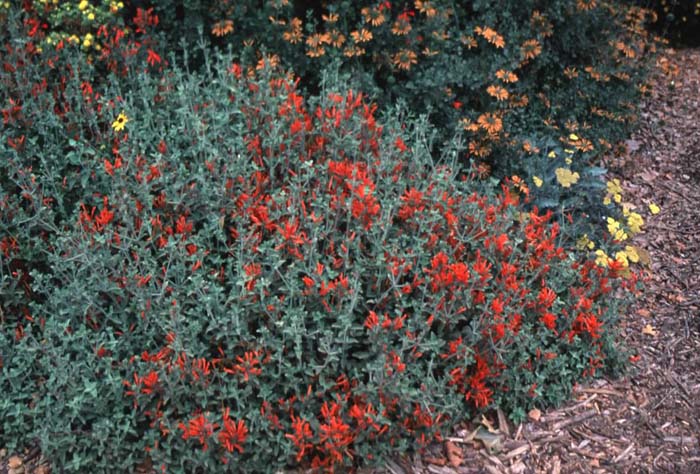 Plant photo of: Dicliptera suberecta