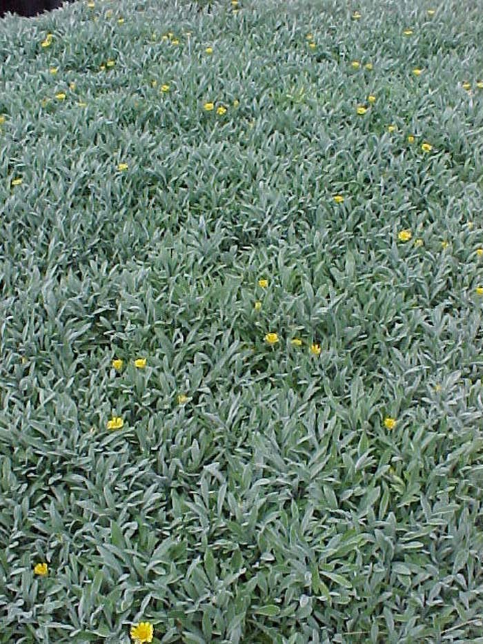 Trailing Gazania