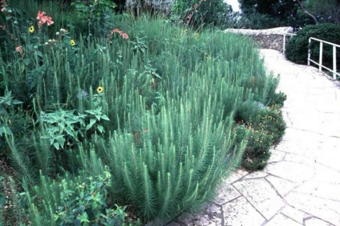 Liatris mucronata