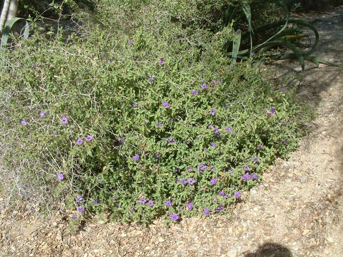 California Ruellia