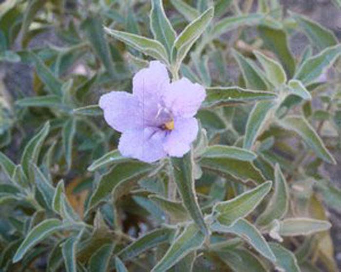 Plant photo of: Ruellia californica