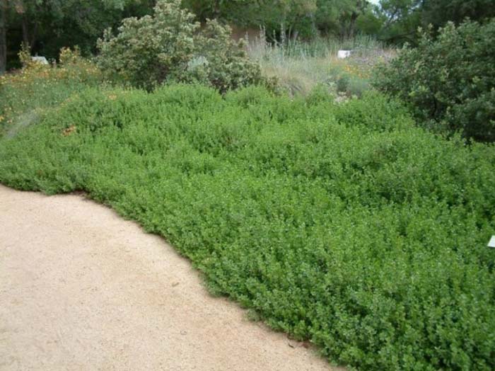 Coyote Bush