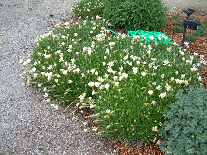 Trailing White Gazania