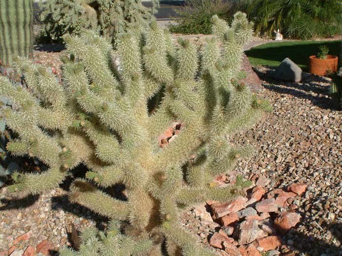 Plant photo of: Cylindropuntia bigelovii