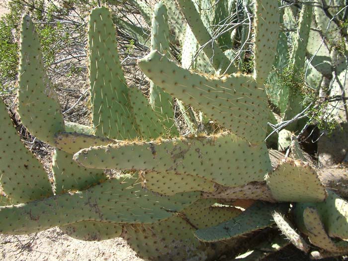 Plant photo of: Opuntia engelmannii var. lindheimeri