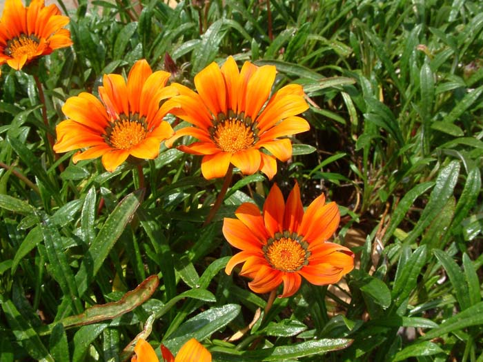 Fiesta Red Gazania