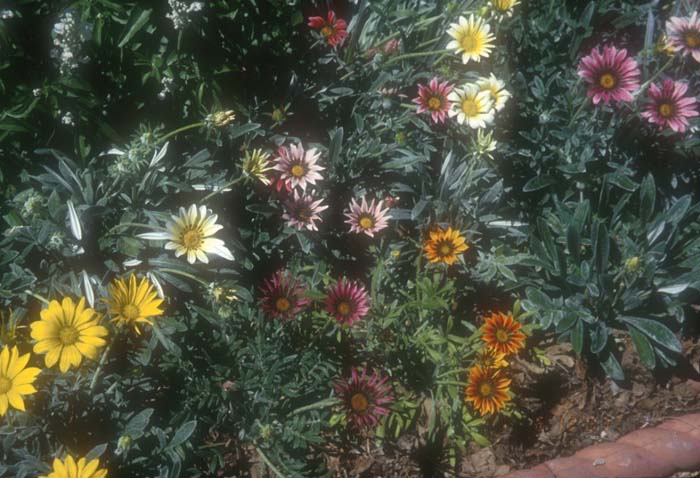 Clumping Gazania