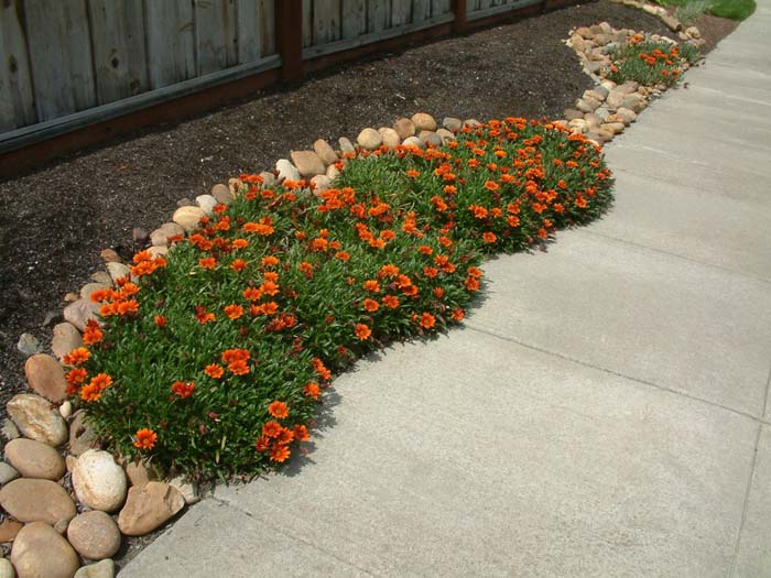 Plant photo of: Gazania hybrids