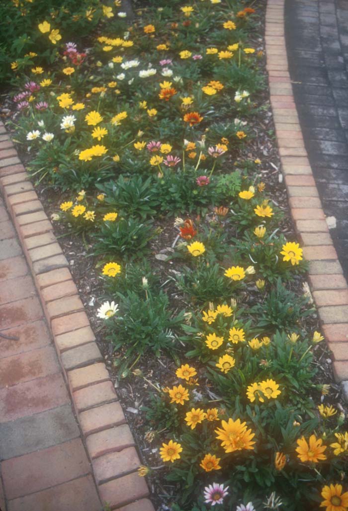 Plant photo of: Gazania hybrids