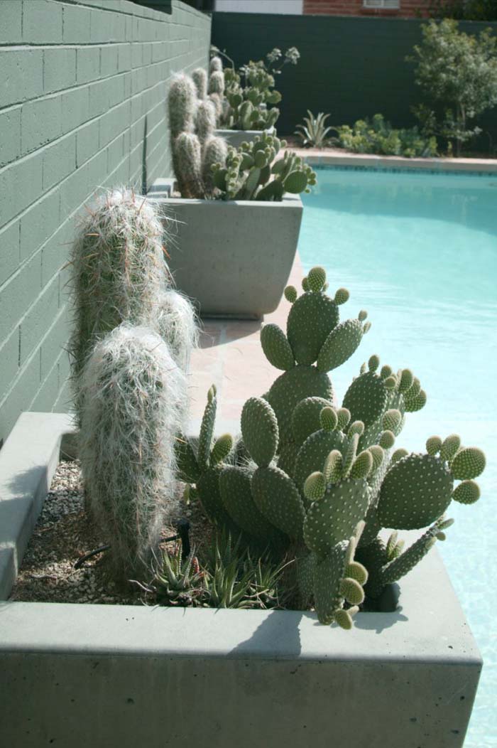 Plant photo of: Cephalocereus senilis