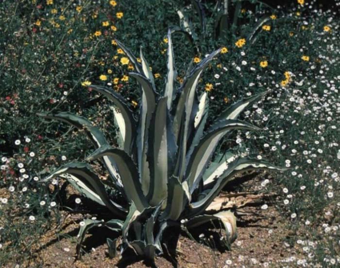 Plant photo of: Agave americana var. medio-picta
