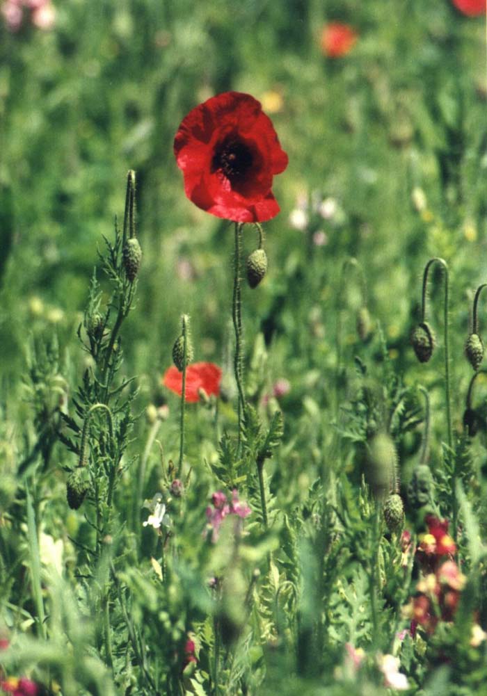 Papaver rhoeas 'Red Shirley'