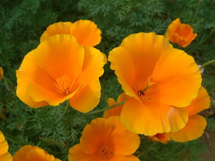 Plant photo of: Eschscholzia californica