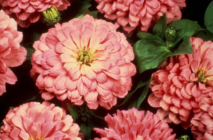 Zinnia 'Profusion' Series