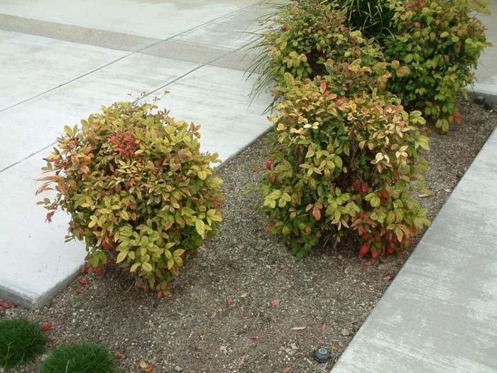 Plant photo of: Nandina domestica 'Nana Compacta'