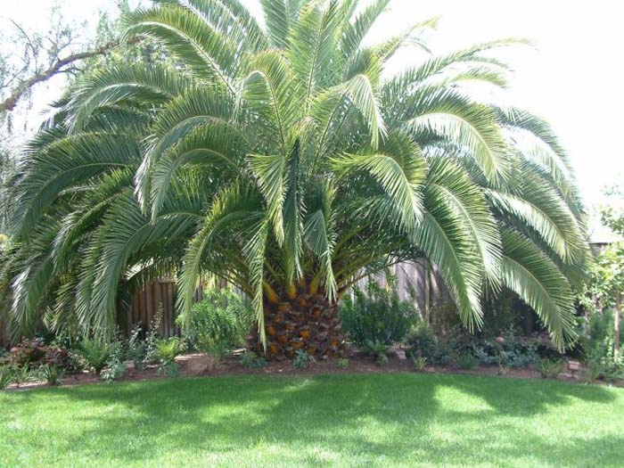 Plant photo of: Phoenix canariensis