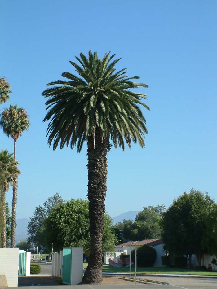 Plant photo of: Phoenix canariensis