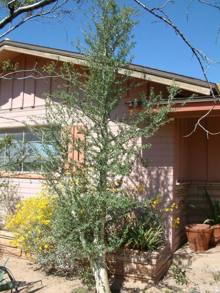 Bursera microphylla