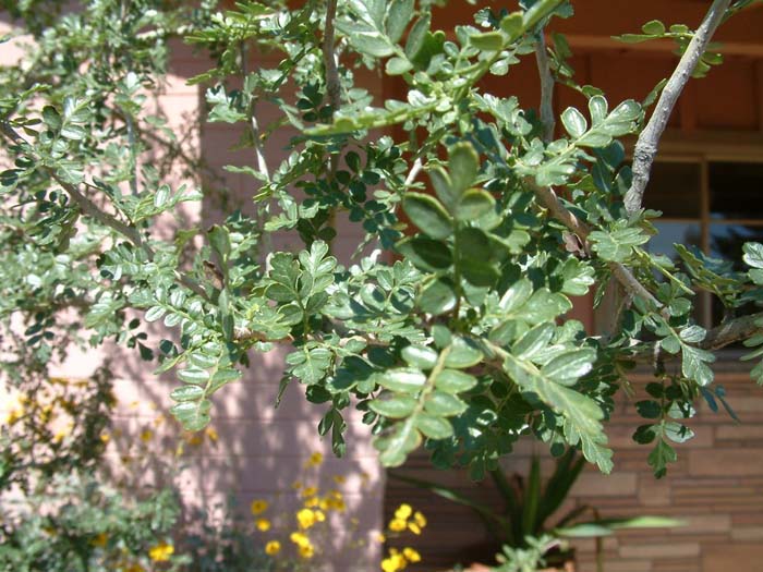 Plant photo of: Bursera microphylla