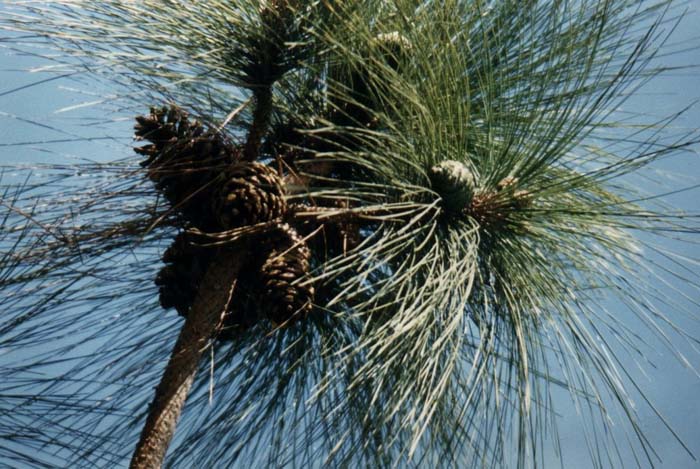 Plant photo of: Pinus canariensis