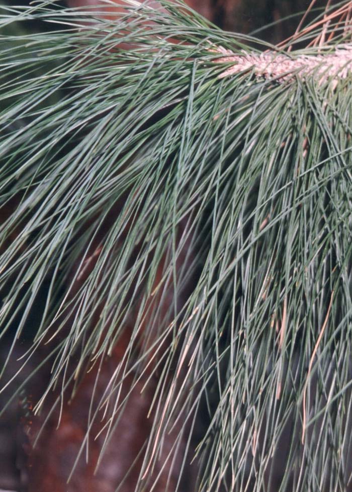 Plant photo of: Pinus canariensis