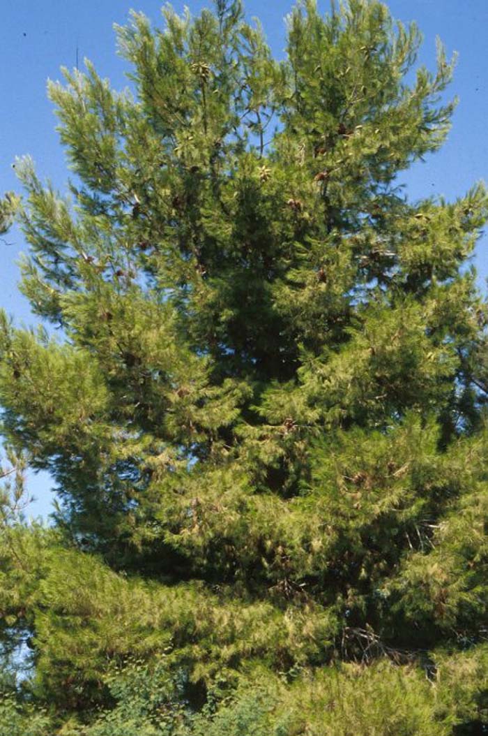 Plant photo of: Pinus halepensis